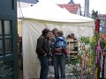 maibaum (121)